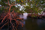 Mangrove Light