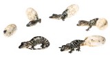 Alligator Hatching Sequence
