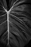 Philodendron Leaf 3