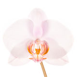 Phalaenopsis Hybrid Pink