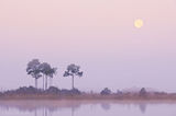 Moonset over Pine Glades