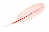 Roseate Spoonbill Feather