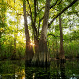 Sunrise in the Swamp