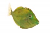Fringed Filefish