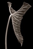 Philodendron Leaf 1