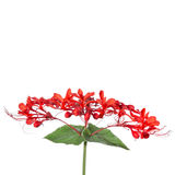 Red Clerodendrum