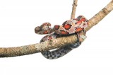 Red Rat Snake (Juvenile)