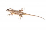 Florida Scrub Lizard (female)