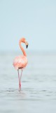 Florida Bay Flamingo