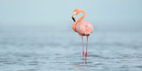 American Flamingo Panoramic