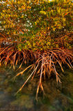RED Mangrove
