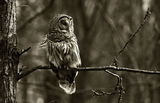 Radnor Owl