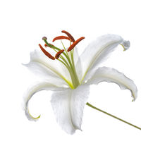 White Lily print
