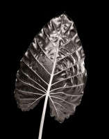 Alocasia Leaf 2 print