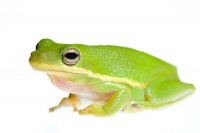 Green Tree Frog print