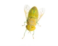 Green Horse Fly print