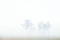 Sentinels in the Fog print