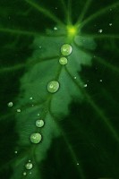 Colocasia Drops print