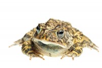 Southern Toad print