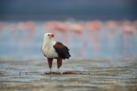 African Fish Eagle print