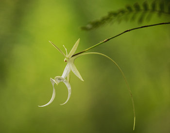 Ghost Orchid on Green