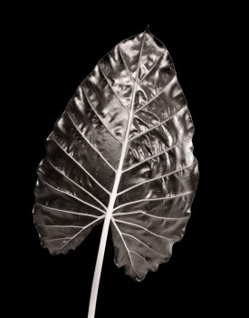 Alocasia Leaf 2