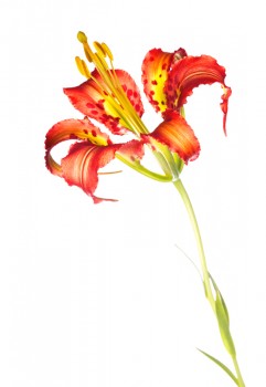 Catesby's (Pine) Lily