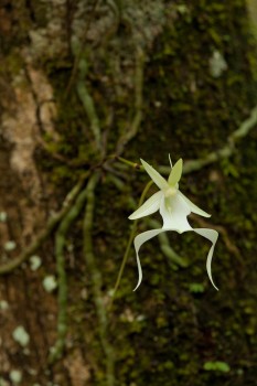 Ghost Orchid 2