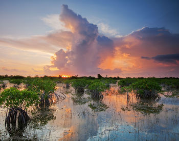 Summer Storm and Red Mangroves