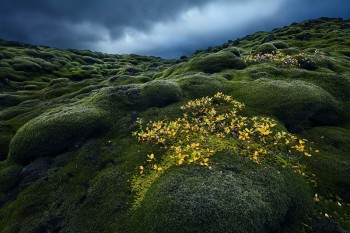 Moody Moss-scape