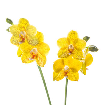 Yellow Phalaenopsis Double