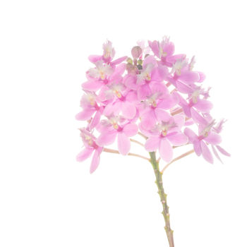 Epidendrum Hybrid Pink