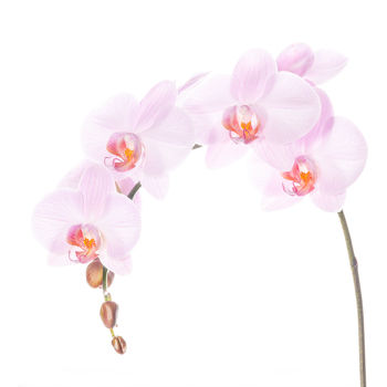 Pink Phalaenopsis Spike 1