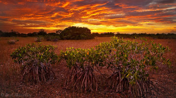 Fire over the Mangroves