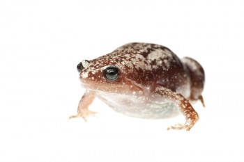 Narrow Mouthed Frog