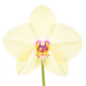 Phalaenopsis Hybrid Yellow