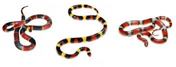 Coral Snake(L) and Scarlet Snake(R)