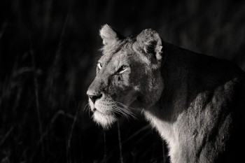 Alert Lioness
