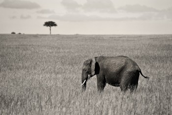 Masai Elephant