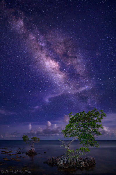 Milky Way and Mangroves print