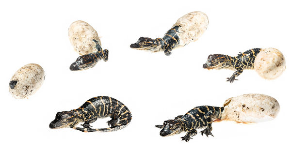 Alligator Hatching Sequence print