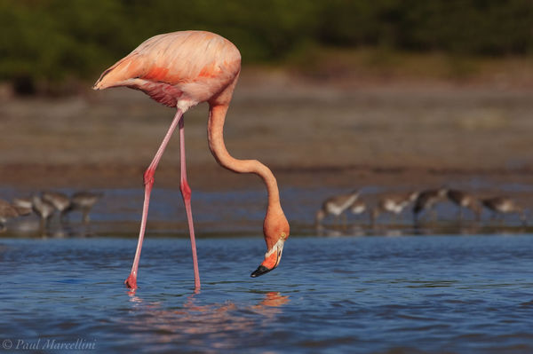 American Flamingo print