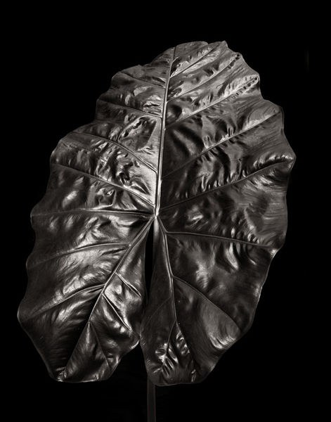 Alocasia Leaf 1 print