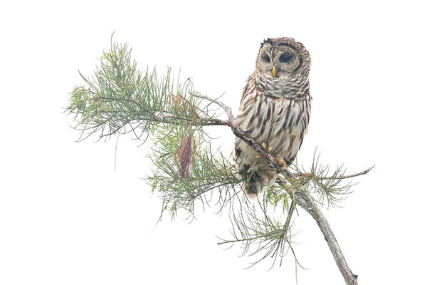 Barred Owl print