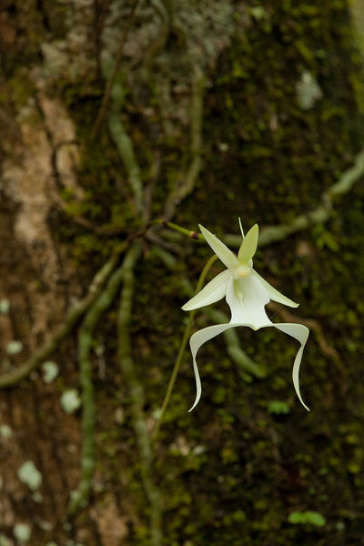 Ghost Orchid 2 print