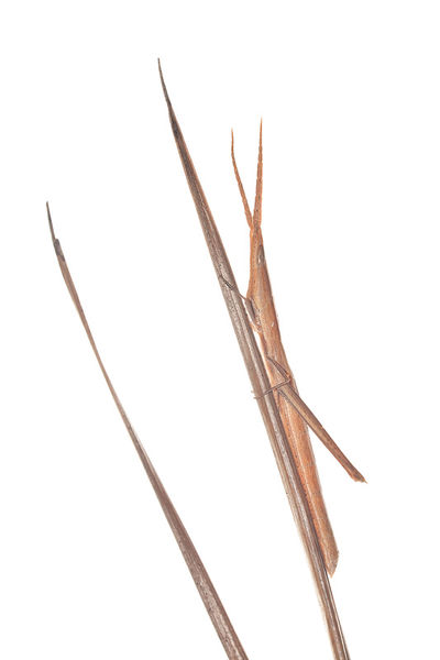 Long-Headed Toothpick Grashopper print