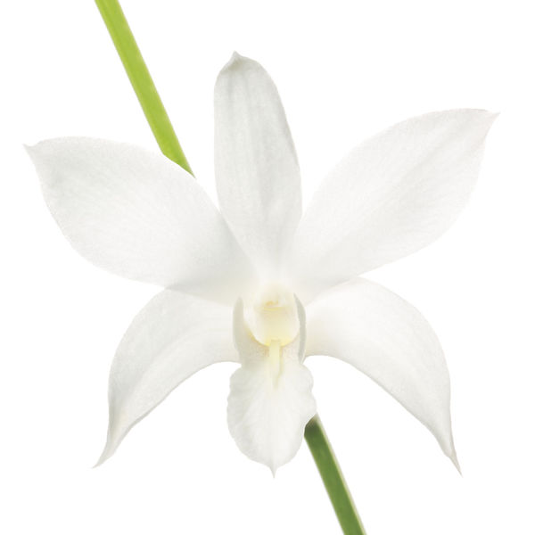 White Dendrobium Hybrid print