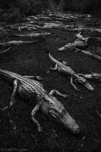 Alligator Alley print