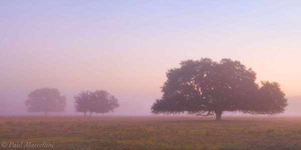 Morning Fog and Oaks