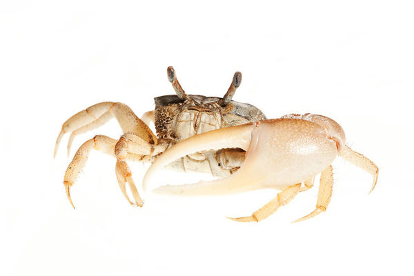 Fiddler Crab  print